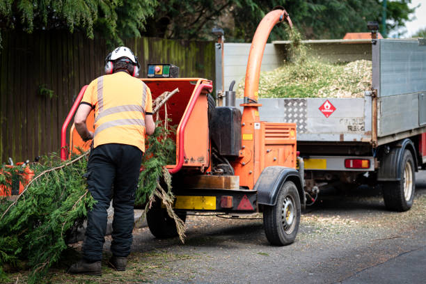 Reliable Luxora, AR Tree Service Solutions